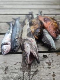 Definitely will use again