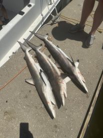 A group of four sharks displayed on the dock after a successful fishing trip, showcasing the catch from a day on the water.