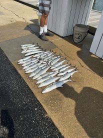 A variety of fish, likely Spanish Mackerel, displayed on the dock after a successful fishing trip.