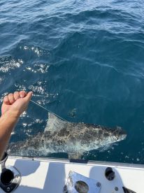 Sharkin’ ain’t easy