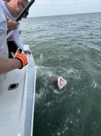Anglers actively reeling in a large shark while fishing offshore, showcasing the excitement of deep-sea fishing.