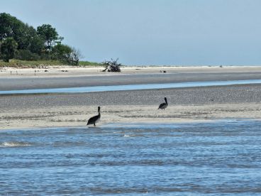 A serene coastal scene featuring two pelicans on a sandy beach, with lush greenery in the background and calm waters.