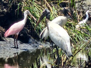 A group of wading birds, including a Roseate Spoonbill and White Ibis, foraging in a marshy area, showcasing the natural beauty of the coastal ecosystem.