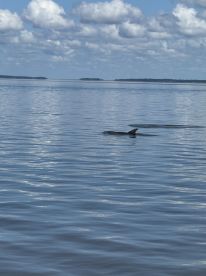 A dolphin swimming in calm waters, surrounded by a scenic backdrop of clouds and distant islands.