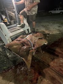 A fisherman unloading a large catch of stingrays from a bobcat at night, showcasing the unique fishing experience.