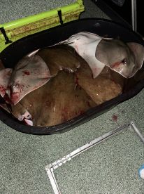 A collection of stingrays stored in a cooler on a fishing boat, showcasing a successful night fishing trip.