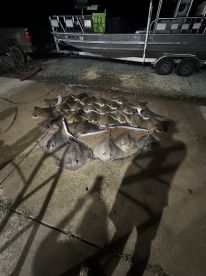 A collection of stingrays displayed on the ground after a night fishing trip, with a boat visible in the background.