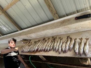 A young angler proudly points to a display of freshly caught Walleye arranged on a cleaning table after a successful fishing trip.