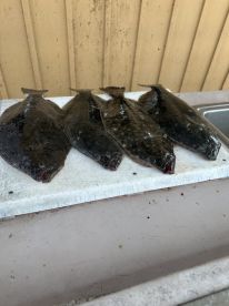 Four flatfish neatly arranged on a cleaning station, showcasing a successful fishing trip.