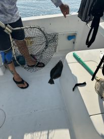 An angler is in the process of landing a Flounder using a net while fishing on a boat.