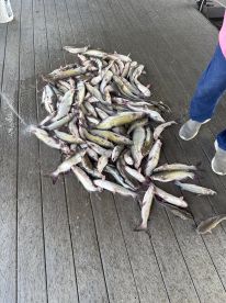 We caught a lot of fish