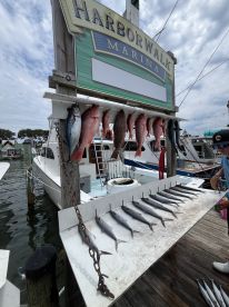 A variety of fish, including Snapper and Mackerel, displayed on a catch board at Harborwalk Marina, showcasing a successful fishing trip.