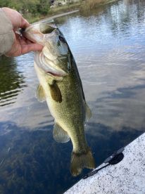 Angler holding a large Largemouth Bass while fishing on a calm lake, showcasing a successful catch.