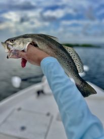 Awesome Redfish and Speckled Trout!