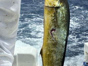A proud angler holding a vibrant Mahi Mahi while on a fishing trip, with the ocean waves in the background.