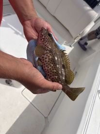 An angler proudly displaying a colorful Spotted Grouper while on a fishing trip, showcasing the vibrant patterns of the fish.