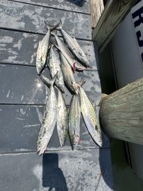 A collection of freshly caught Spanish Mackerel laid out on a dock, showcasing a successful fishing trip.