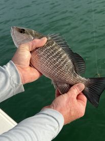 Angler proudly displaying a freshly caught Snapper while fishing from a boat.
