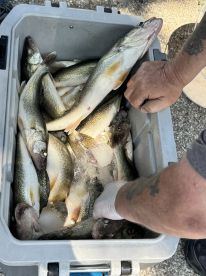 A cooler filled with freshly caught Walleye, showcasing a successful fishing trip.