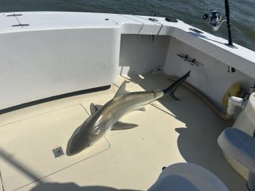 A shark resting on the deck of a fishing boat, showcasing the catch in a marine environment.
