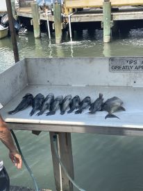 A variety of fish displayed neatly on a cleaning table at the dock, showcasing a successful fishing trip.