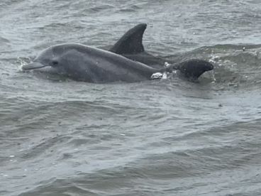 A dolphin swimming in the water, showcasing the marine life often encountered during fishing trips.