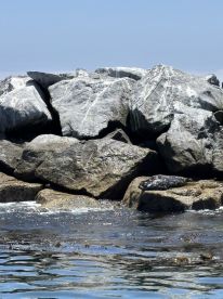 Thank you Captain Ryan