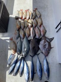 A variety of fish including Snapper and Mackerel neatly laid out on a boat deck after a successful fishing trip.