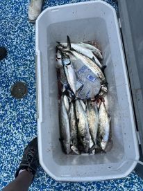 A cooler filled with multiple Spanish Mackerel, showcasing a successful fishing trip on a boat deck.