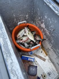 A basket filled with freshly caught fish, including striped bass, stored in a cooler on a fishing boat.