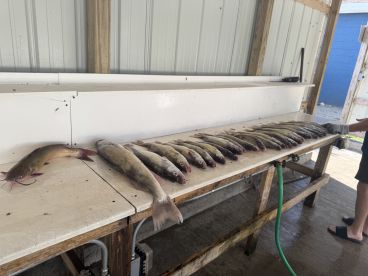 A variety of fish, including catfish, are neatly arranged on a cleaning table, showcasing a successful fishing trip.