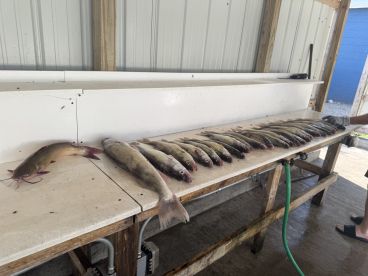 A variety of fish, including catfish and walleye, neatly arranged on a cleaning station, showcasing a successful fishing trip.