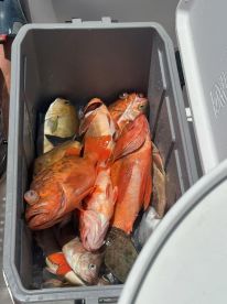 A variety of fish, including colorful rockfish and grouper, stored in a cooler on a fishing boat after a successful outing.