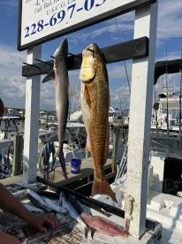 A variety of fish including a shark and a redfish displayed on a catch board at a marina, with additional smaller fish laid out on a table.