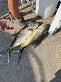 Two large Mahi Mahi displayed on the dock, showcasing a successful fishing trip.