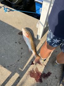 A freshly caught Redfish displayed on the dock, showcasing the catch after a successful fishing trip.