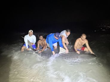 Group of anglers celebrating a successful catch of a large shark during a night fishing session on the beach.