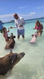 A family interacts with swimming pigs in shallow water, showcasing a unique experience in a tropical setting.