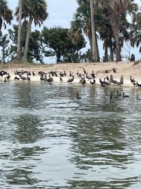 A scenic view of a sandy shore lined with palm trees and a large group of birds, possibly cormorants, resting by the water.