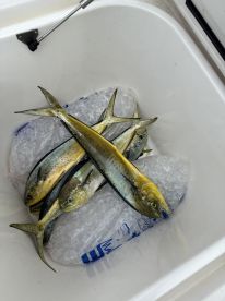 A cooler filled with several Mahi Mahi on ice, showcasing a successful fishing trip.