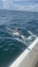 A shark is seen breaching the water while being reeled in during a fishing trip in open waters.