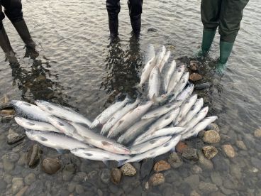 A collection of freshly caught salmon displayed on the rocky shore, showcasing a successful fishing trip.