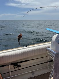 A fish is being reeled in from the ocean during a fishing trip, showcasing the excitement of angling on a sunny day.