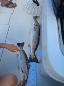 Two Redfish displayed on a measuring board aboard a boat, with a young angler's hand reaching for one of the fish.