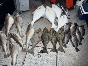 A variety of flatfish and grouper species displayed on a boat's deck after a successful fishing trip.
