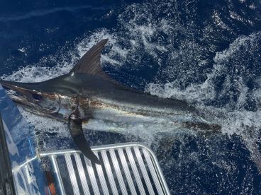 A large Marlin is leaping out of the water during a deep-sea fishing trip, showcasing the excitement of sport fishing.
