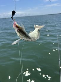A small fish caught on a line, showcasing the excitement of fishing in open water.