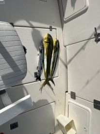 Three Mahi Mahi displayed on a boat's interior wall, showcasing a successful fishing trip.