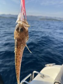 Fantastic Trip 5 Stars