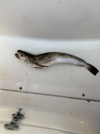 Fantastic Trip 5 Stars